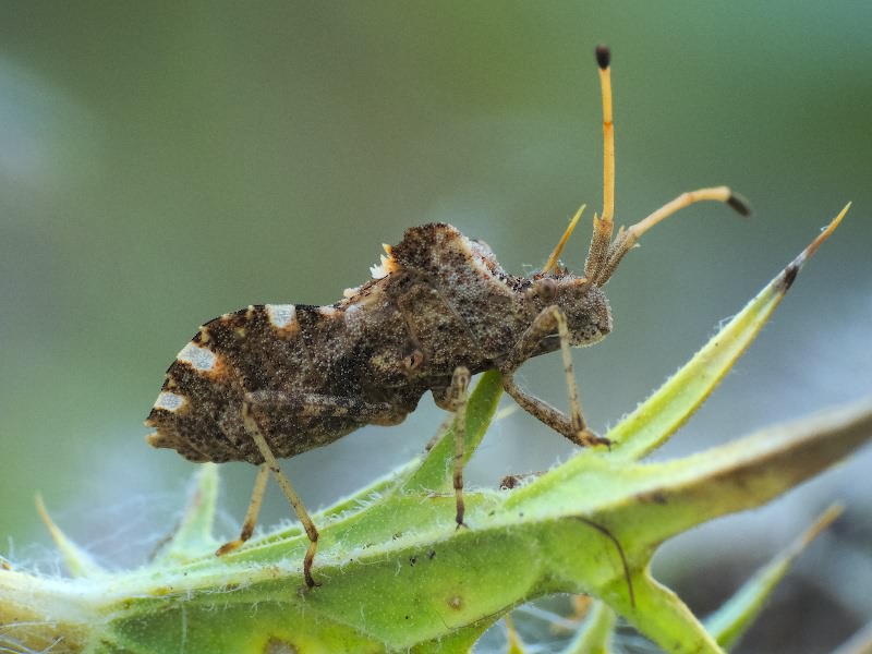 Centrocoris spiniger (Fabricius, 1781)